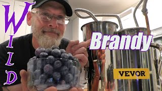 Wild Muscadine Grape Brandy + VEVOR Pot Still REVIEW!
