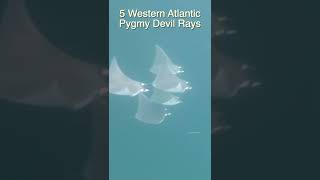 Devil Rays #Shorts Wealth