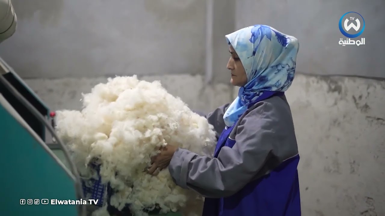تحويل الصوف..مشروع سيدة جزائرية يجسد على أرض الواقع