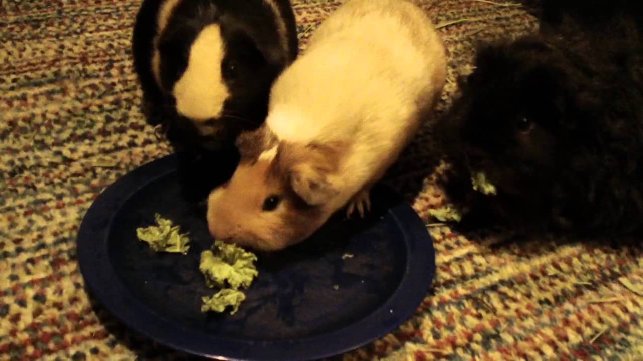 Guinea Pigs Eat Kale YouTube