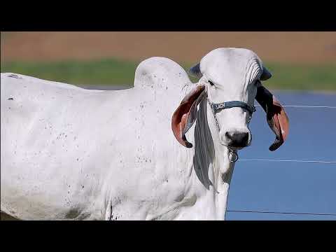 LOTE 24 – ACNG 254 – BELA FIV ACN