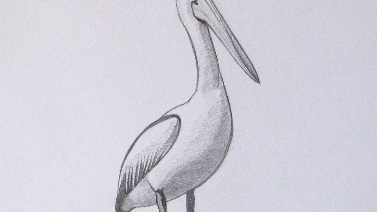 Pelican cartoon drawing Royalty Free Vector Image