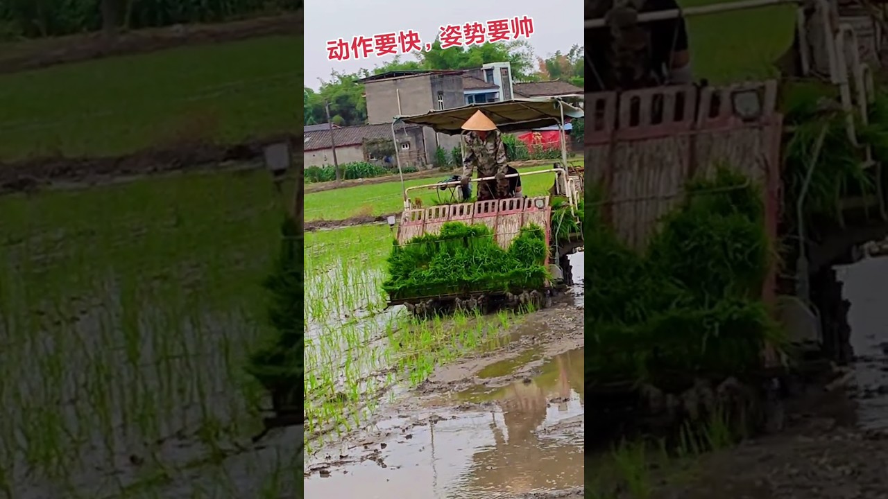 agriculture paddy machine 😘 