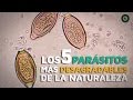 Los 5 parásitos más desagradables de la naturaleza