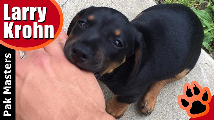 How to stop puppy biting, especially Rottweiler pu...