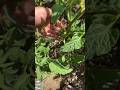 Домашний помидор 🍅 #shortvideo #ukraine #природа #animals #nature #agriculture #украина #dog #горы