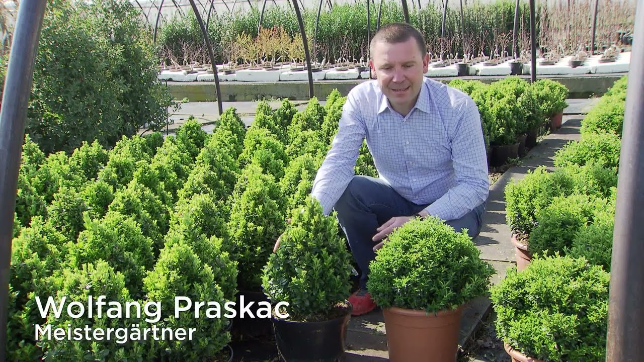 Buchsbaum ohne Sorgen – die perfekte Alternative zum Buchs! 🌿✨