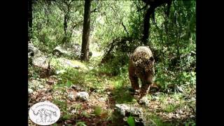 Exclusive video of El Jefe Americas Only Known Wild Jaguar by  Conservation CATalyst Never Before Seen Jaguars Sighted In Sonora