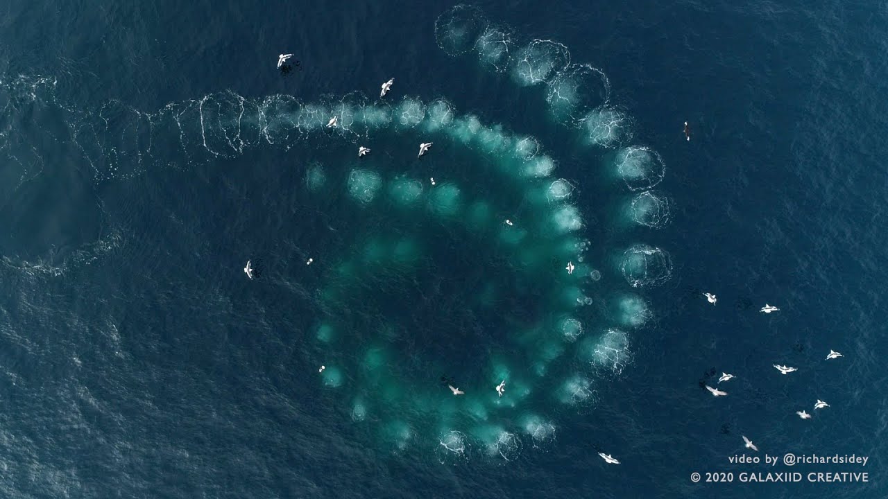 Unglaubliche Aufnahmen: Kanadische ORCAS \u0026 seltenes Bubble-Net Feeding | Mission: Kanada