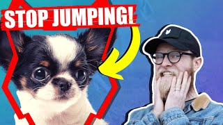 Stop Your CHIHUAHUA Jumping Up