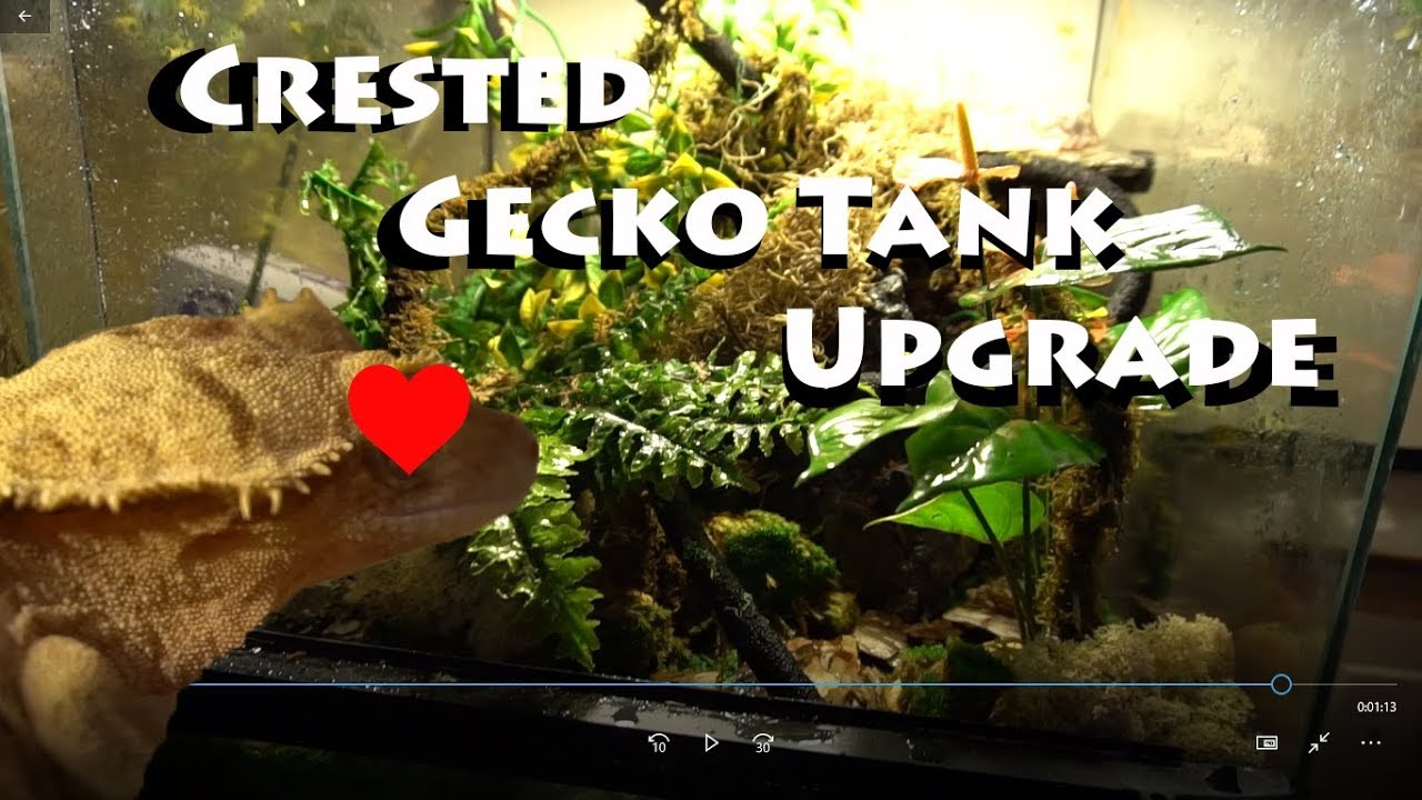 leopard geckos as pets Crested Gecko Tank Upgrade Galapagos Terrarium Starter Kit (arid)