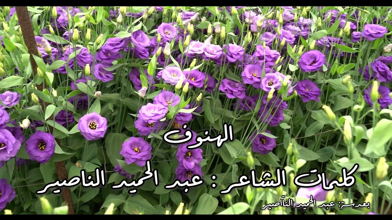 منوعات مجوز درازي ، ياخلي اشتقتلك، الهنوف، ياهلي ماشفتو الزين، خذني ياوابور، كلمات عبدالحميد الناصير