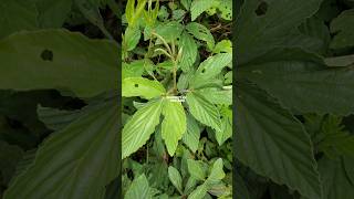 Download Lagu FLEMINGIA LINEATA OR OTOK #otok #flemingia #flemingialineata #opoopo #tanamanopoopo MP3