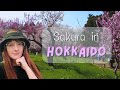 The Last Cherry Blossoms in Japan Are Here | SAPPORO, HOKKAIDO