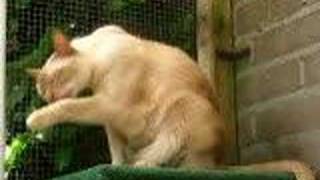 Casper in de tuin screenshot 4
