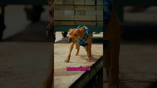 KRYPTO O SUPER CÃO!
