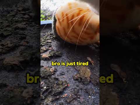Uploads from Ros - Adventure Cat