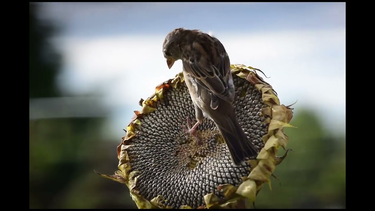Žvirbliukai  lukštena  saulėgražas 🌻🐦🌻 Ačiu kad žiūrėjote ♥️