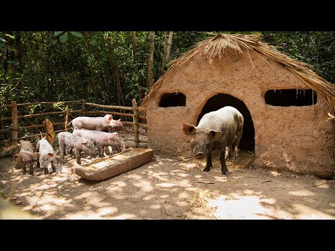 Rescue 7 Baby Wild Pigs with Mama Pig and Building safety Mud House For Pig Family