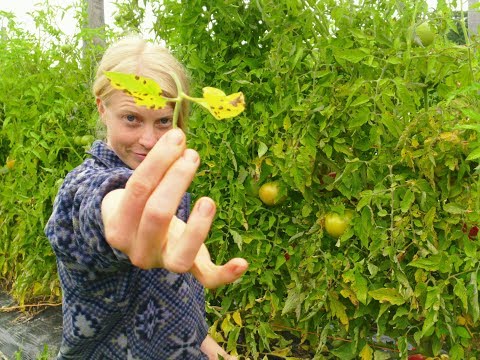 Video: Celerová Septoria