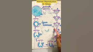 Volvox #volvox #greenalgae #botany #bscbotany #botanypcs  #asexual  #microbiology #reproduction