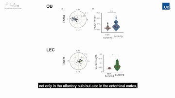 Bursting mitral cells time the oscillatory coupling between olfactory bulb and entorhinal networks.