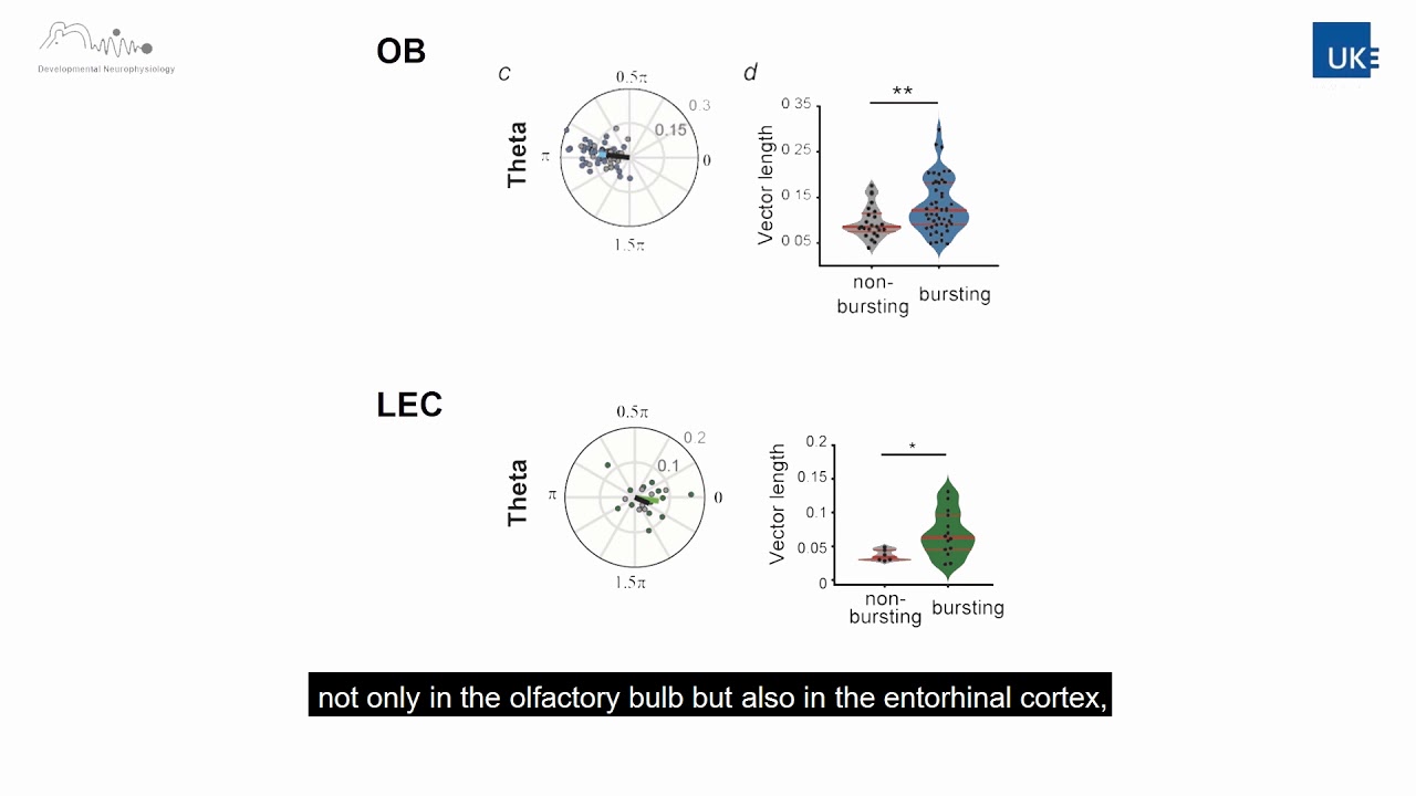 Bursting mitral cells time the oscillatory coupling between olfactory bulb and entorhinal networks.
