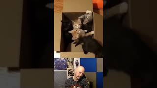 Lets go play  funnycats funnydogs funnyvideo Cute Pet TV