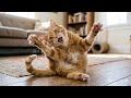 Funniest Cats And Dogs Clips 2026 Try Not To Laugh 