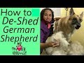 How to Brush and Deshed a German Shepherd