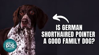 12 Things Only German Shorthaired Pointer Owners Understand
