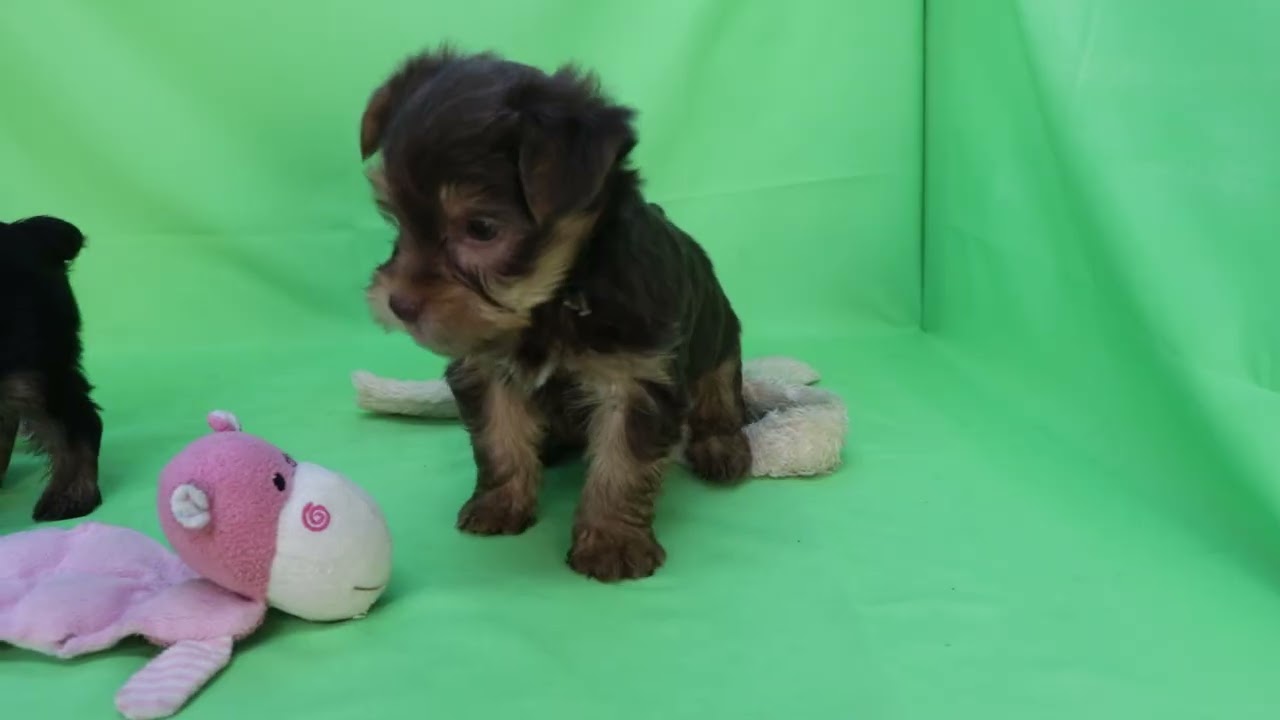 ヨークシャーテリアの男の子　2026年1月22日生まれ