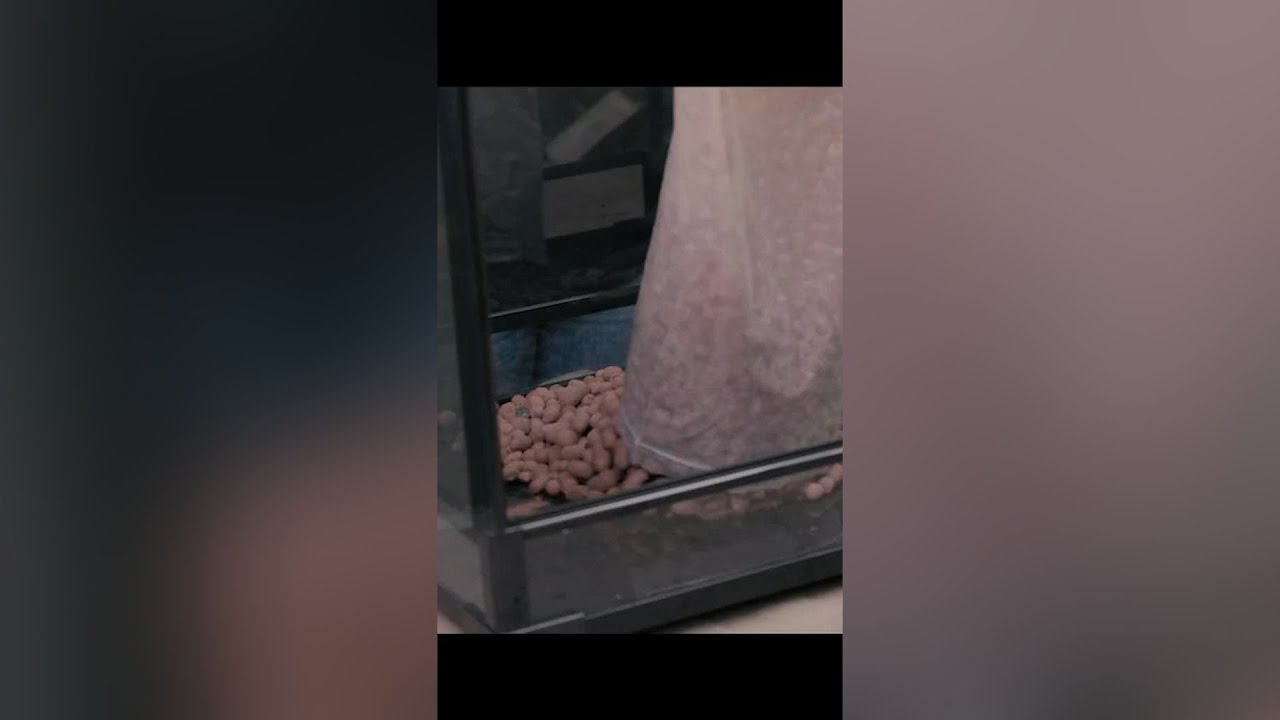 Transforming a Boring Dart Frog Enclosure into a Thriving Ecosystem - You Won't Believe the Results!