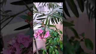 nature spring oleander bougainvillea reels reel reelsinstagram trending shorts