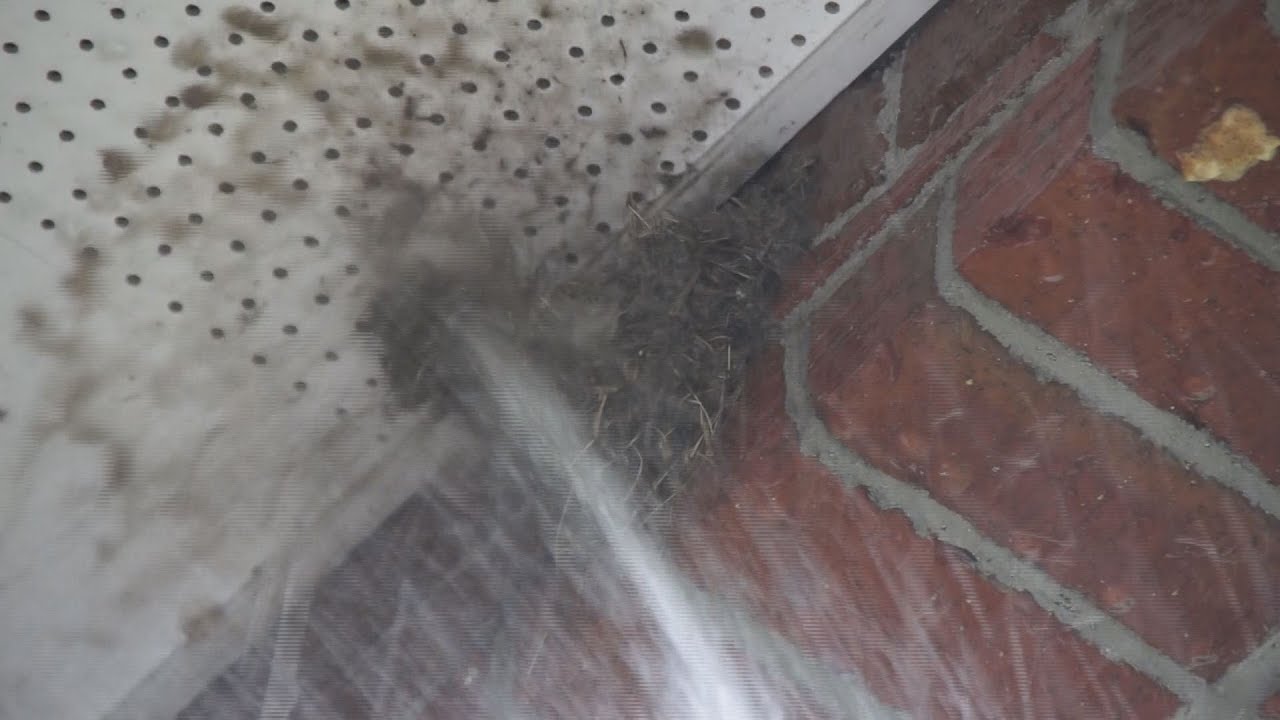 燕の巣を放水して破壊 The removal the bird's nest was empty. - YouTube