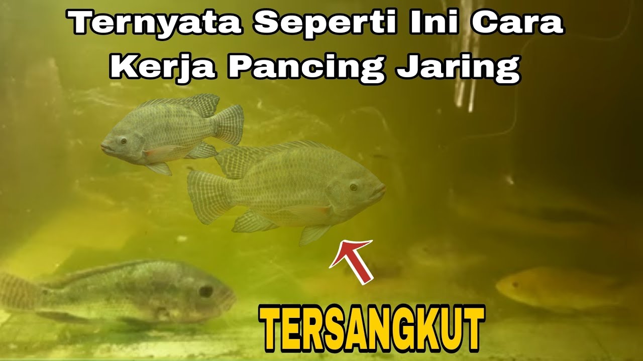 Cara Kerja Pancing Jaring Di Dalam Air