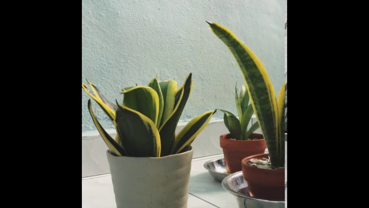 Little Snake Plants Collection (Sneak Peek)