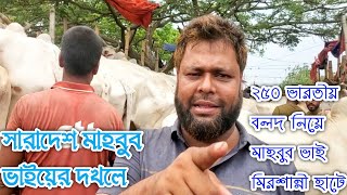 ২৫০ ভারতীয় বলদ গরু নিয়ে মাহবুব ভাই মিরশান্নী হাটে || সারা বাংলাদেশ দখলের দাবি |||