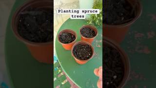Planting my norway spruce seeds #spruce #christmastree #tree #botany #gardening #shorts