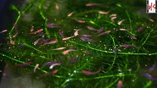 紅鳳龍・三色錦・紅白メダカ＊今年生まれの幼魚＿餌やりタイム（デジイチ動画ヴァージョン）