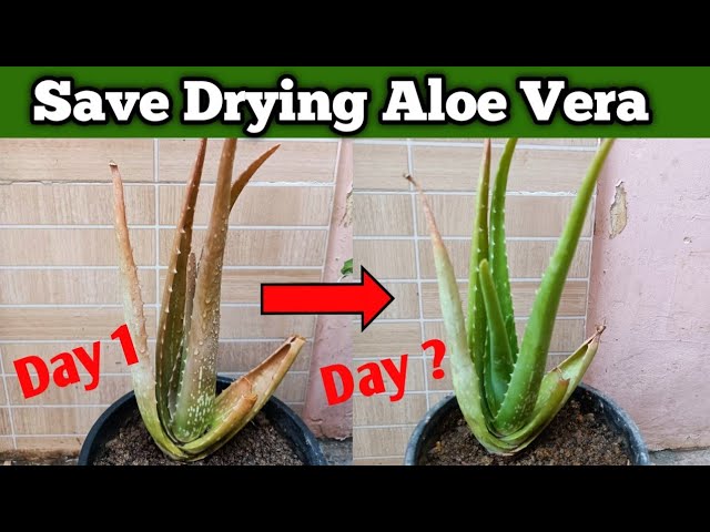 tattoo mit aloe vera pflegen sovita Daily Tattoo Care