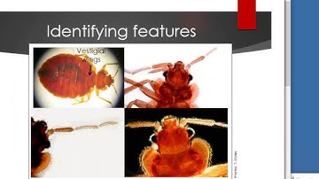 NCompass Live  EGAD! Bed Bugs in the Library?