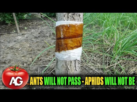 This will quickly get rid of aphids and ants on trees