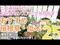 今春、絶対植えたいおすすめ宿根草・低木25選！お庭のセンスアップに必須なお花と低木集めてみました。おすすめポイントと育て方ポイントなど