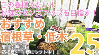 今春、絶対植えたいおすすめ宿根草・低木25選！お庭のセンスアップに必須なお花と低木集めてみました。おすすめポイントと育て方ポイントなど