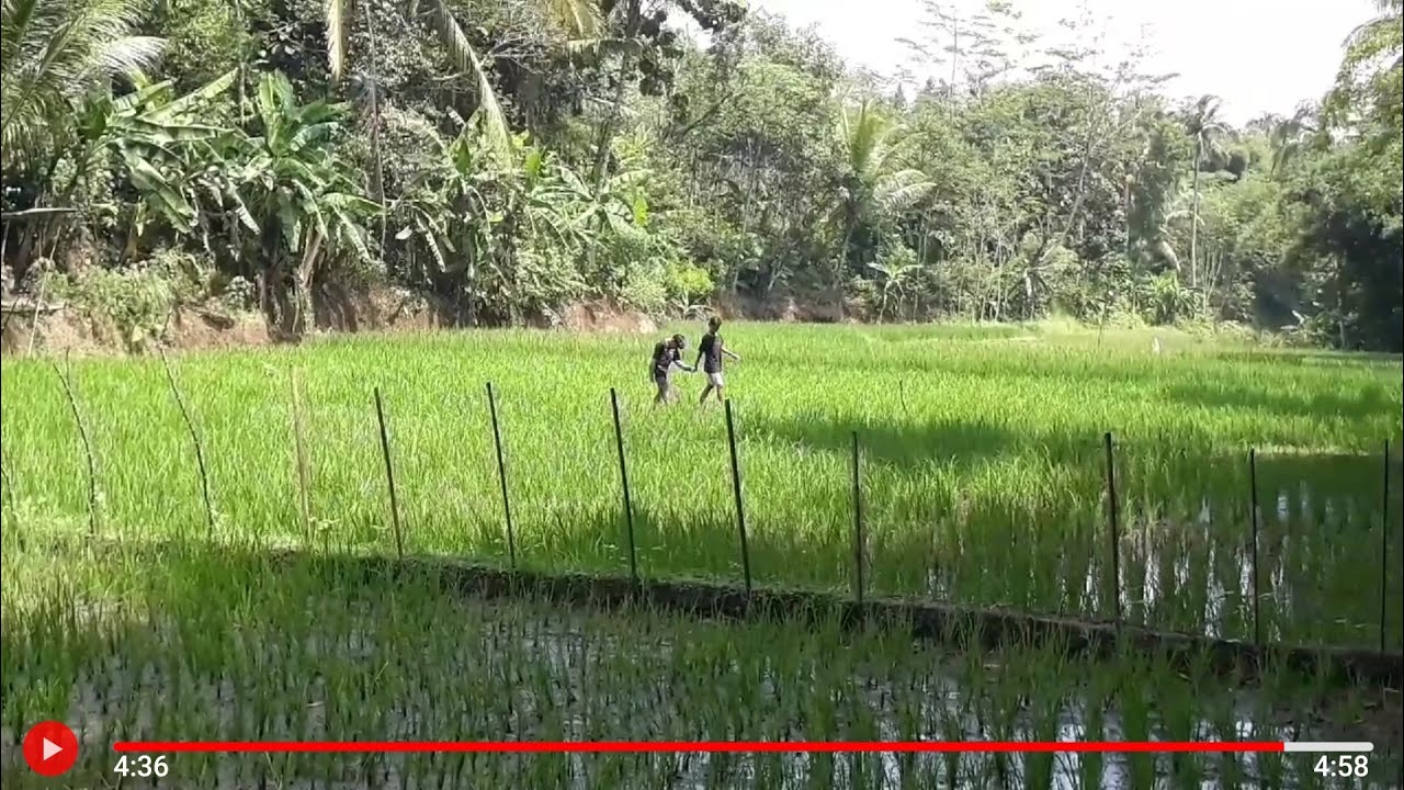 Mengintip 7 bidadari lagi mandi di kali - YouTube