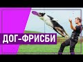 Вот это спорт! # 10 ДОГ-ФРИСБИ