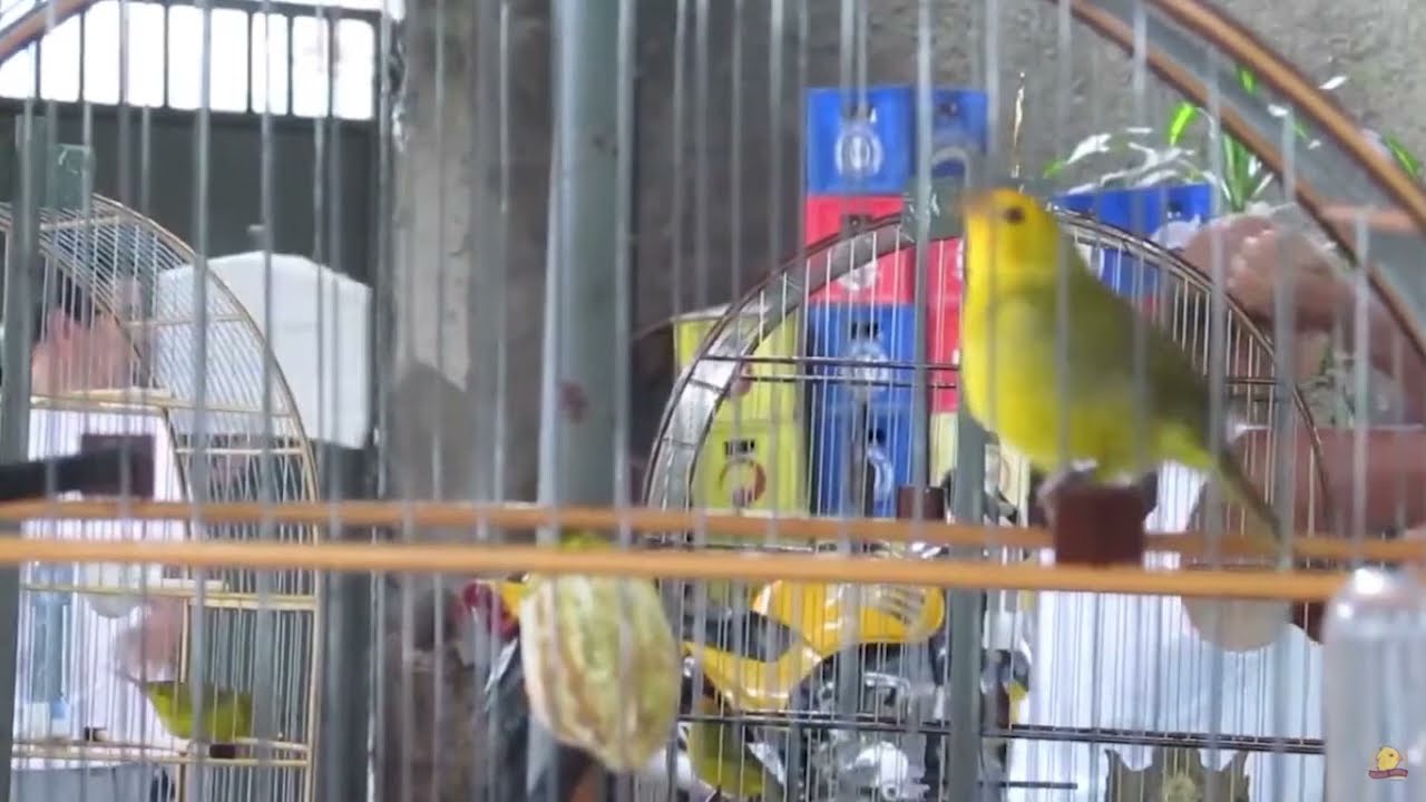 RODA DE CANÁRIO DA TERRA -  (TREINAMENTO/ESQUENTA)