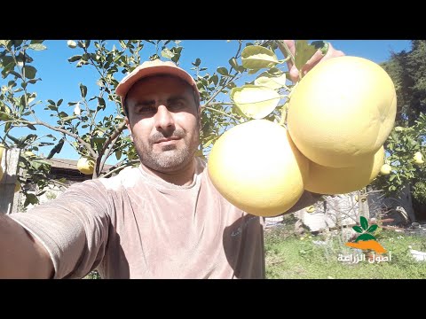 العناية بشجرة البوملي بالتفصيل السندي الشادوك