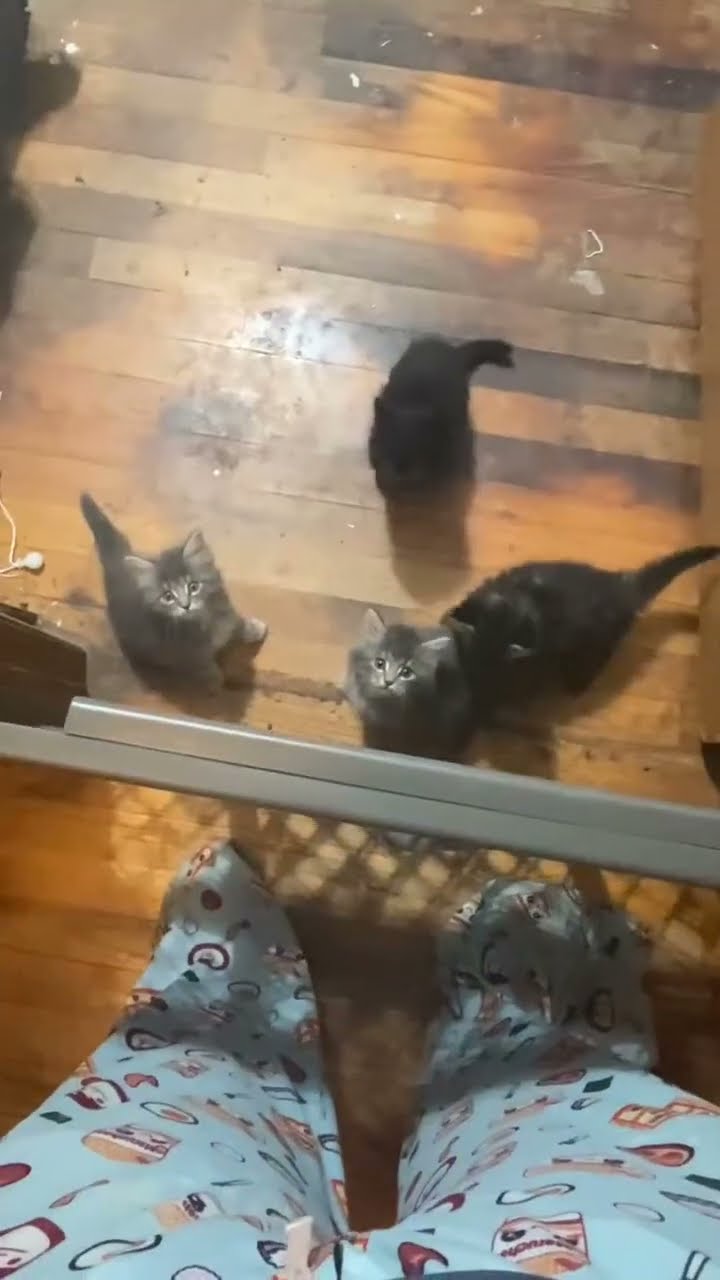 C magnifique vidéo chat ? ? ? ? ? ? ? ?